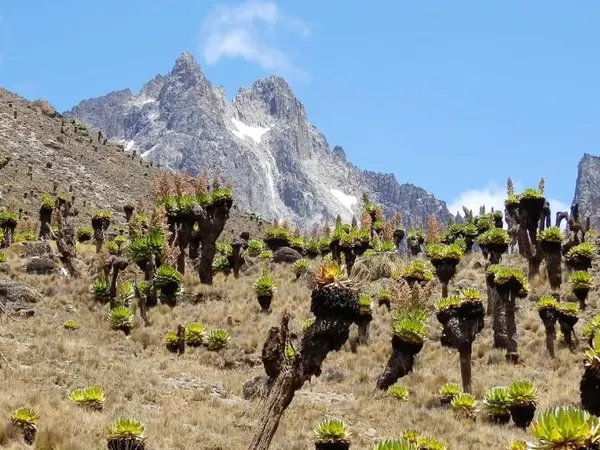 Hiking Mount Kenya in 4 Days Via Chogoria-Sirimon Route
