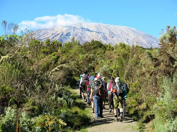 Group of hikers trekking Mount Kilimanjaro towards Uhuru peak, passing through wilderness trail