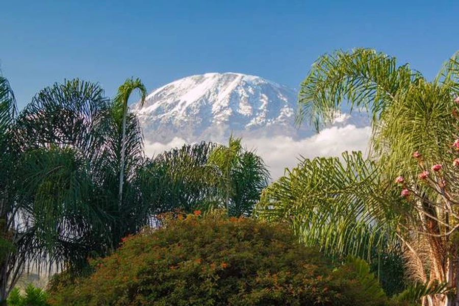 Lush green tree tops on a sunny day with Mount Kilimanjaro’s snowcapped summit in the background.