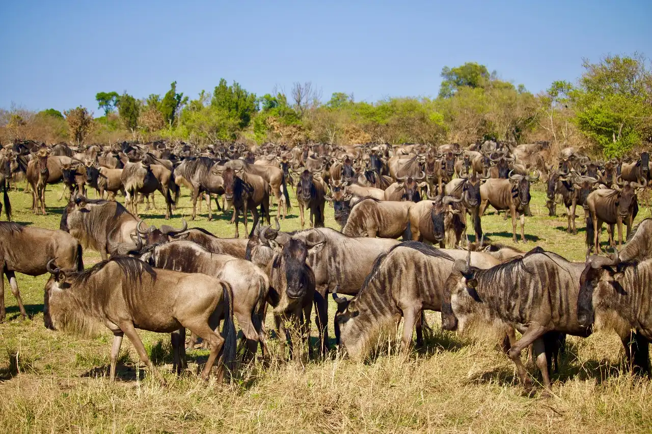 The Maasai Mara
