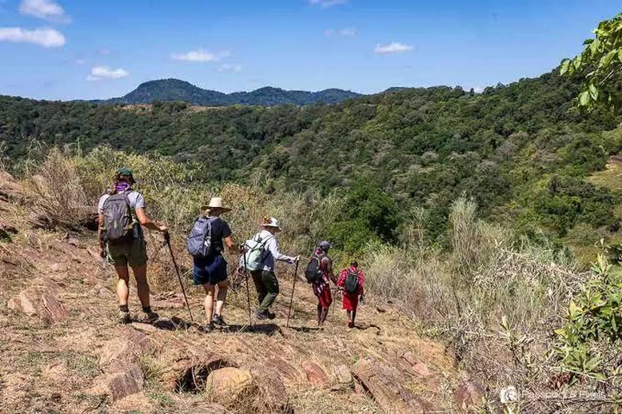 Two Maasai guides are guiding hikers through the forests of Loita Hills on a clear sunny day