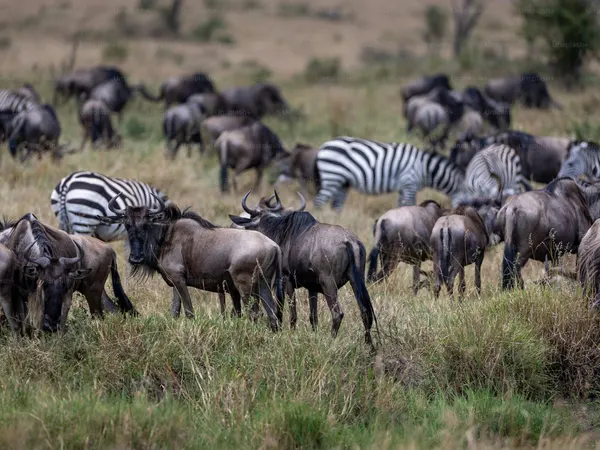 Maasai Mara Safari 3 Days – Explore Magical Maasai Mara