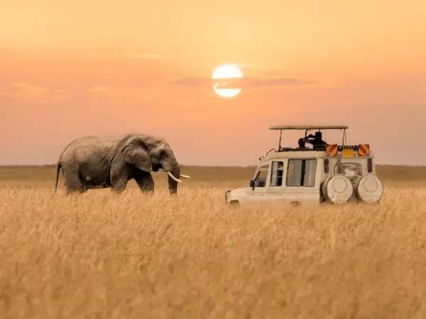 Maasai Mara Safari Tour - Lake Nakuru - Lake Naivasha 5-day Adventure