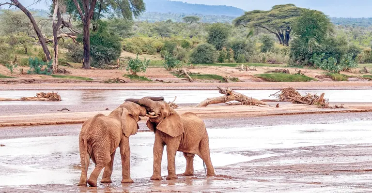 Wild Samburu Safari – Explore Samburu 3-day Adventure