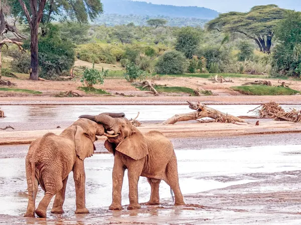 Wild Samburu Safari – Explore Samburu 3-day Adventure