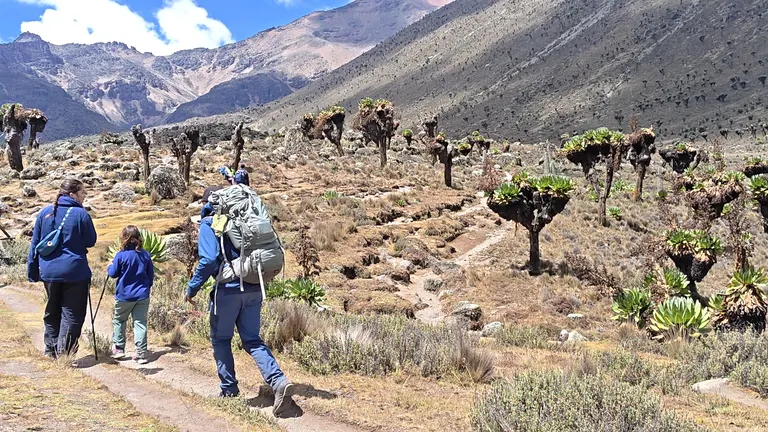 A child hiking Mount Kenya with a guide and her parent trekking through the moorlands on a sunny day