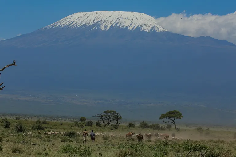 Mount Kilimanjaro, two shepherds with cattle on the vast plains below and snowcapped summit