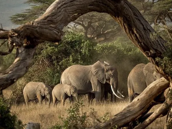 Elephant herd roaming in Samburu National park. Safari picture taken on tour under tree branch