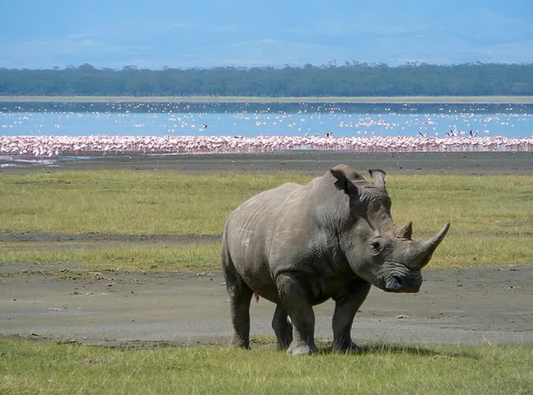 White rhino with flamingos on Lake Nakuru shores in the background seen on a Lake Nakuru tour
