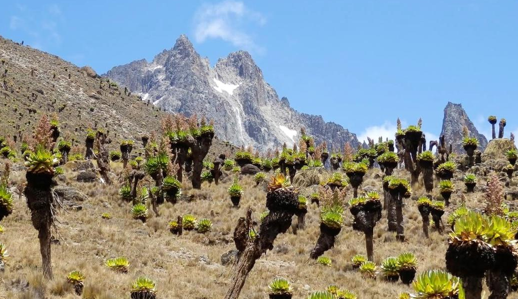 Giant Groundsel trees with snowcapped peaks in the background usually seen when trekking Mount Kenya