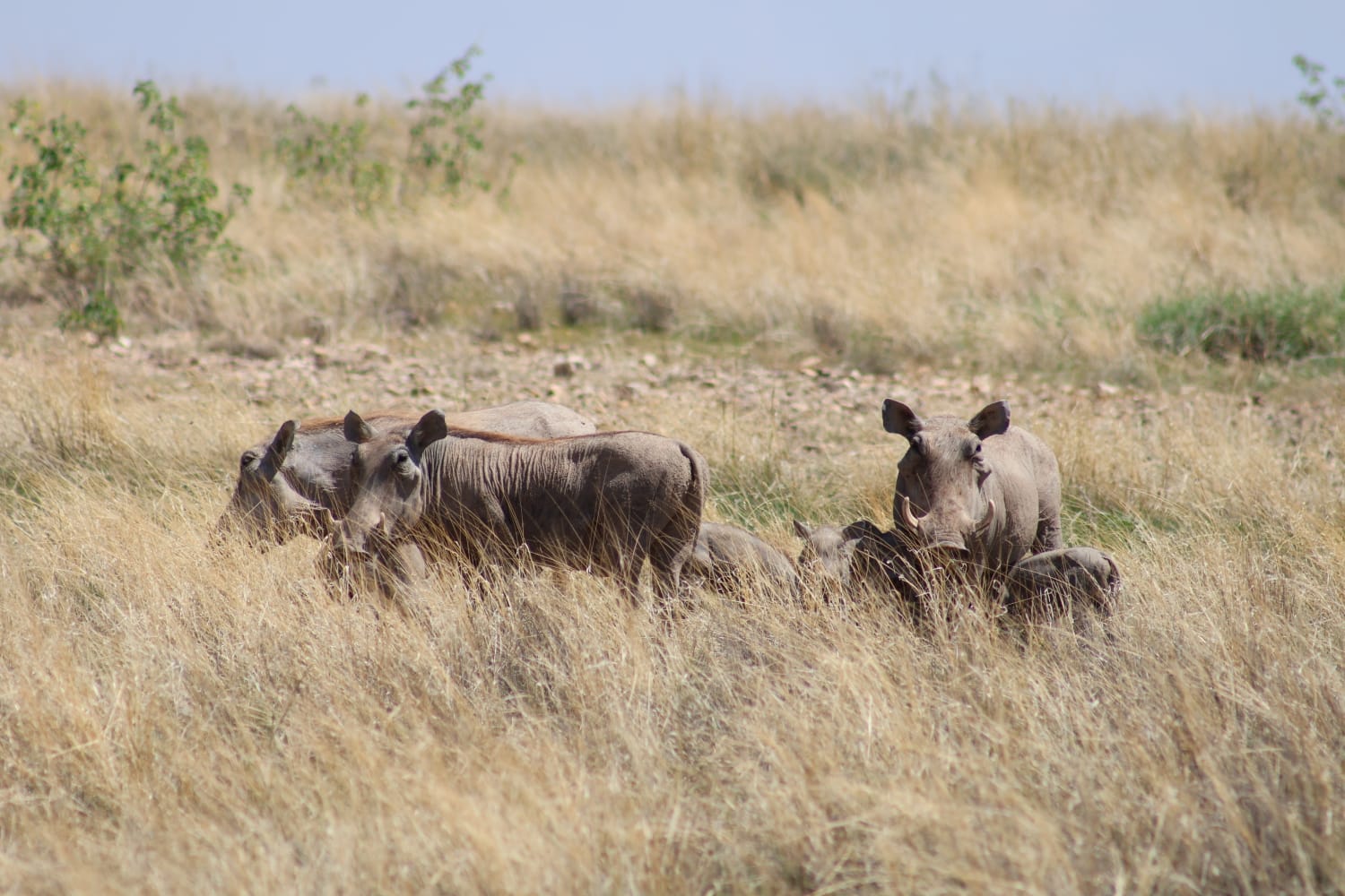 Kenya Safaris Lipa Mdogo Mdogo