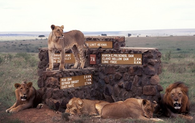 A pride of lions resting near a Nairobi National Park monument sign. A lioness on lookout above sign