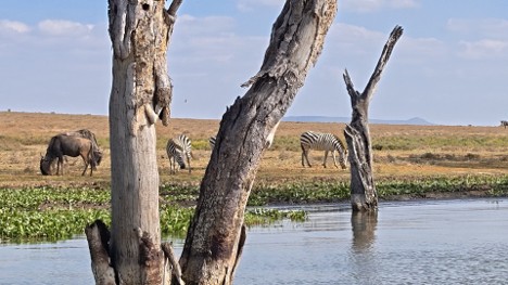 Zebra and wildebeest grazing by the shores of Lake Naivasha in Crescent Island