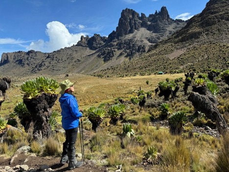 A hiker looking at the peaks of Mt Kenya ahead while on trek, surrounded by giant groundsel trees