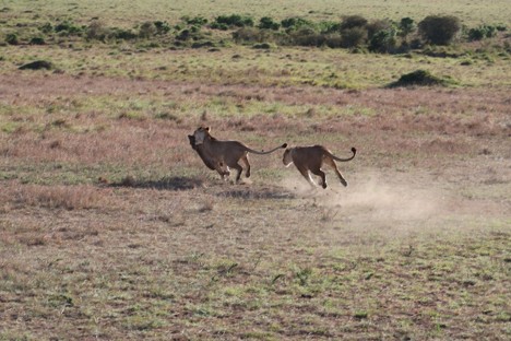 Two lionesses running away with prey after a successful hunt in the wild plains of Maasai Mara