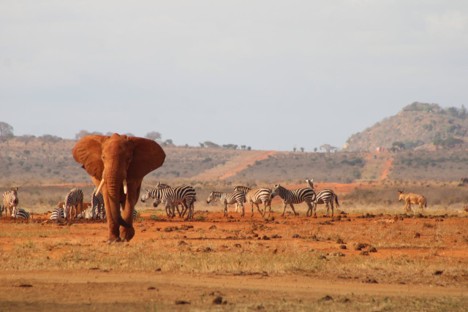 A herd of giraffes walking across the bushy semi-arid landscape of Samburu National Reserve