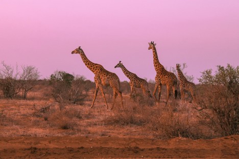 Lake Nakuru National Park