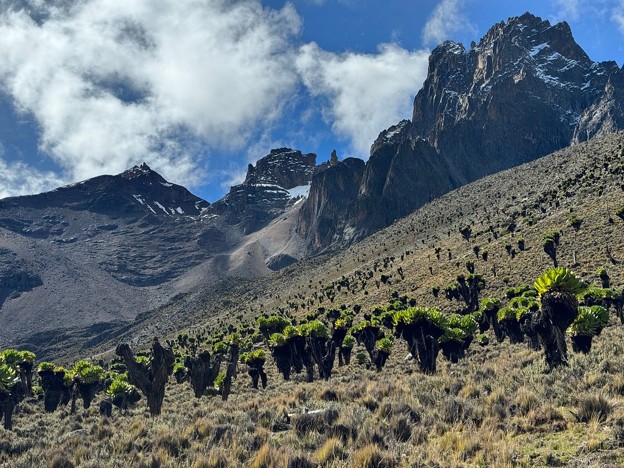the rugged snowcapped peaks of Mount Kenya, giant groundsel trees and moorland bushes below