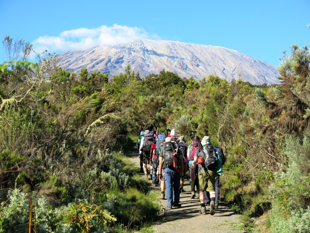 Hikers trekking Mount Kilimanjaro through thick vegetation with Uhuru Peak seen ahead on a sunny day