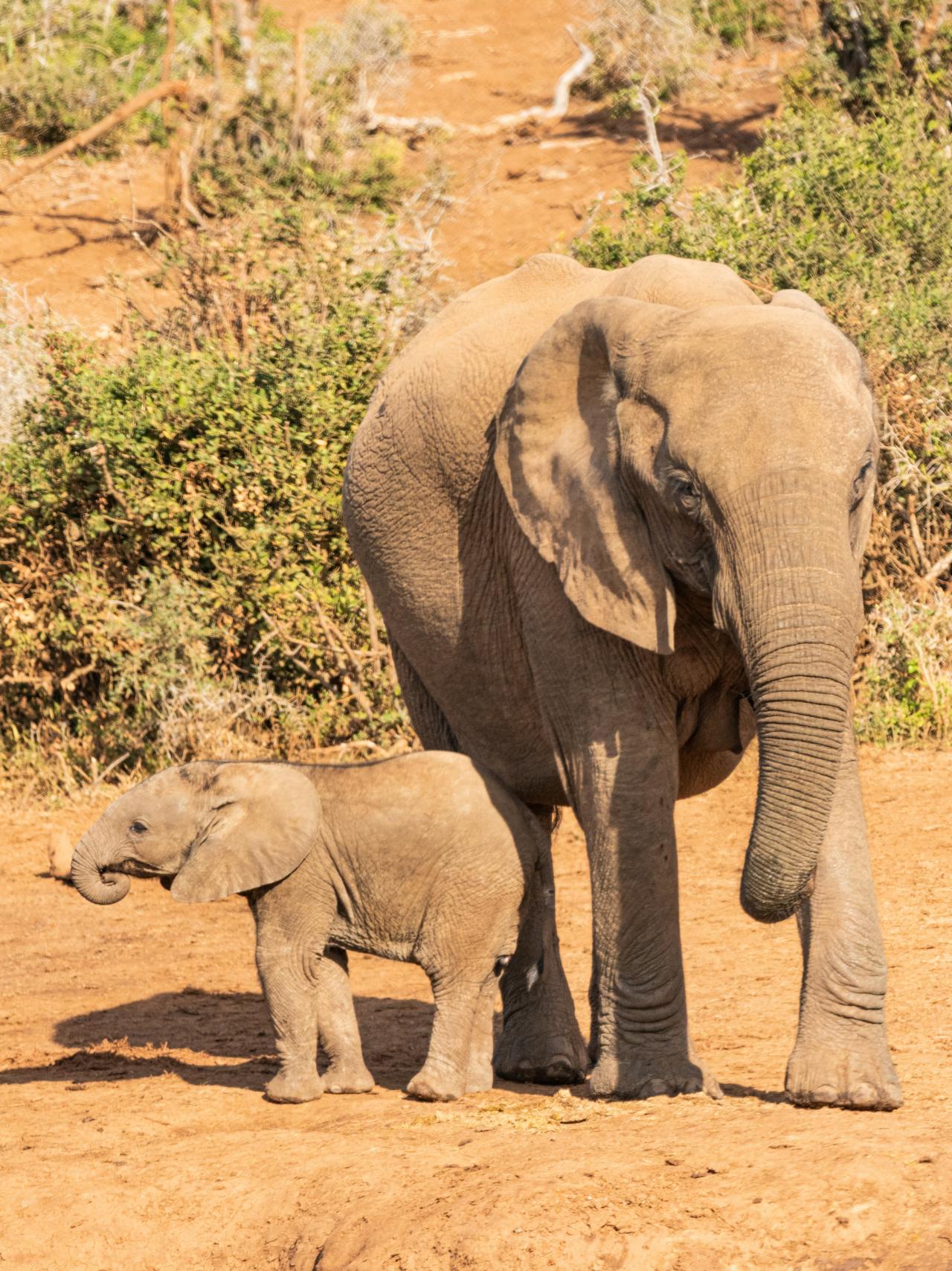An elephant with her calf on a bright sunny day in Amboseli National Park in Kenya.