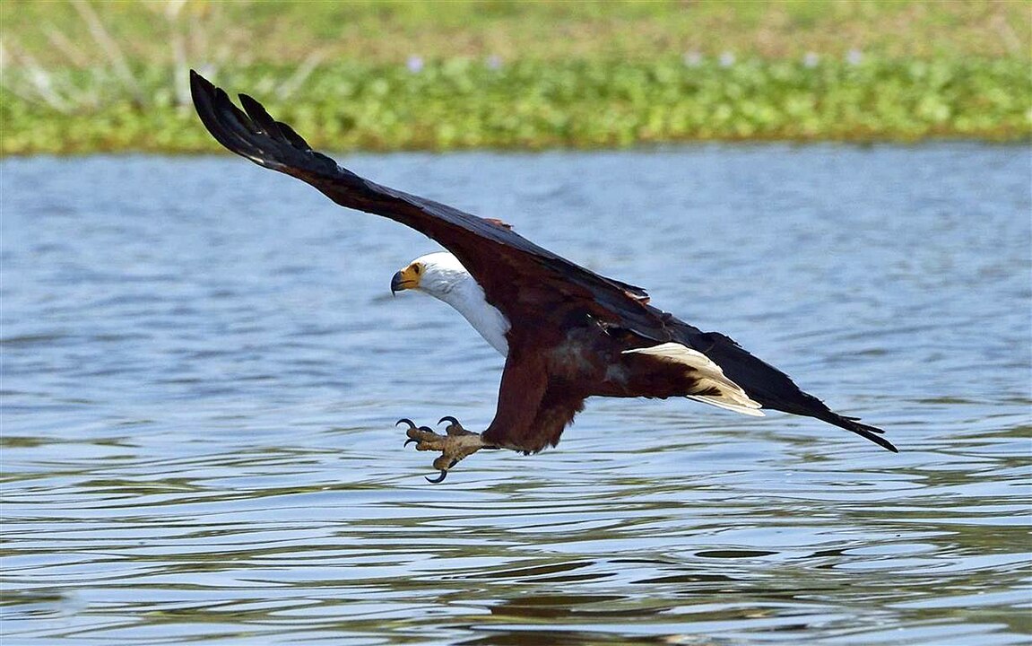 An eagle swooping down to catch fish in Lake Naivasha. Safari pics on tour