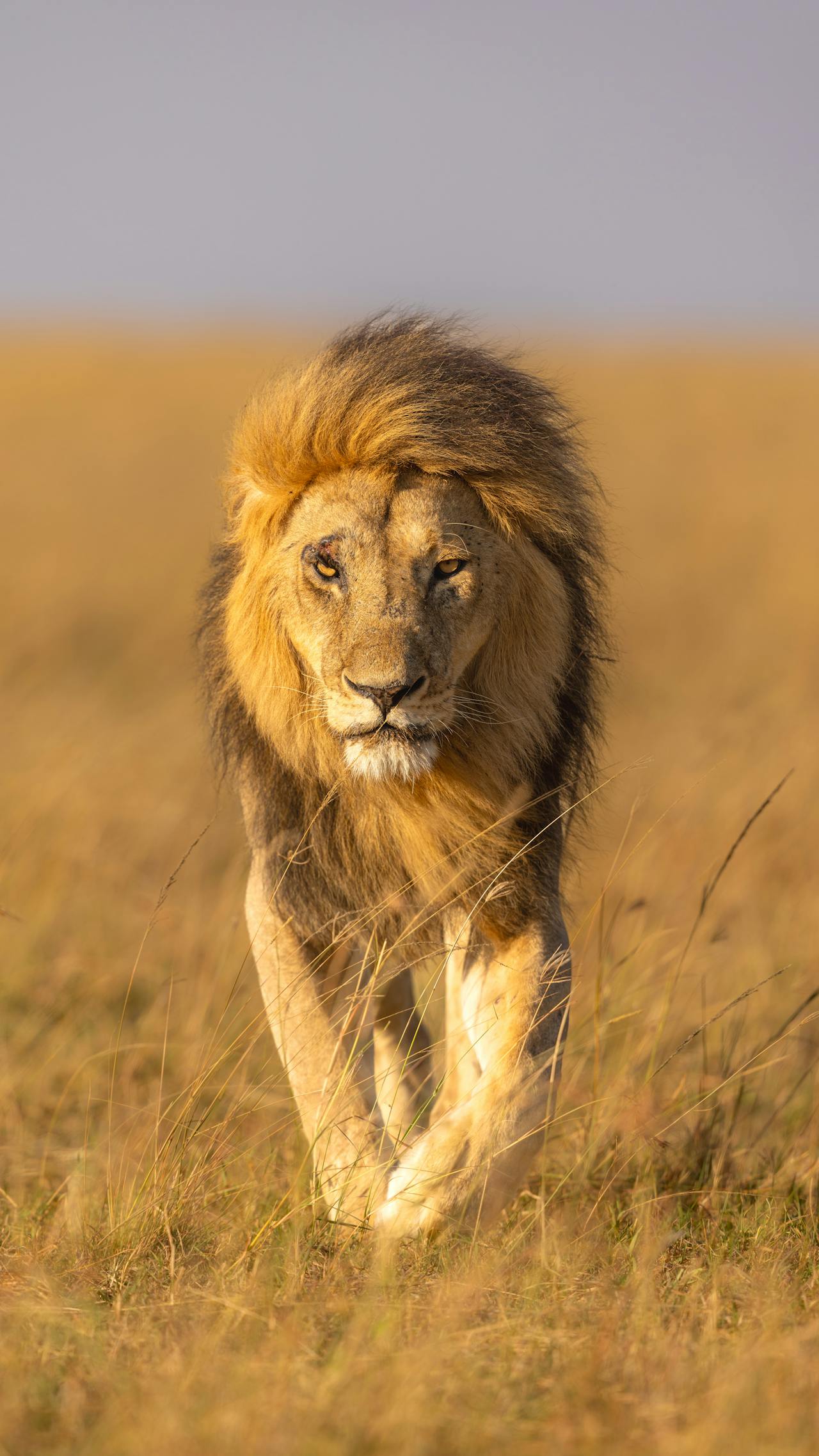 A male lion in a close-up shot looking forward on a sunny day