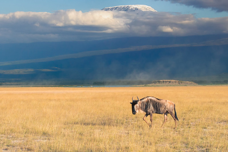 A lone wildebeest walking in the Samburu National Park on a sunny day, dark clouds in the background