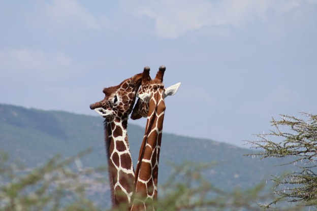 Mount Kenya Summit Scenic Backdrop Cover