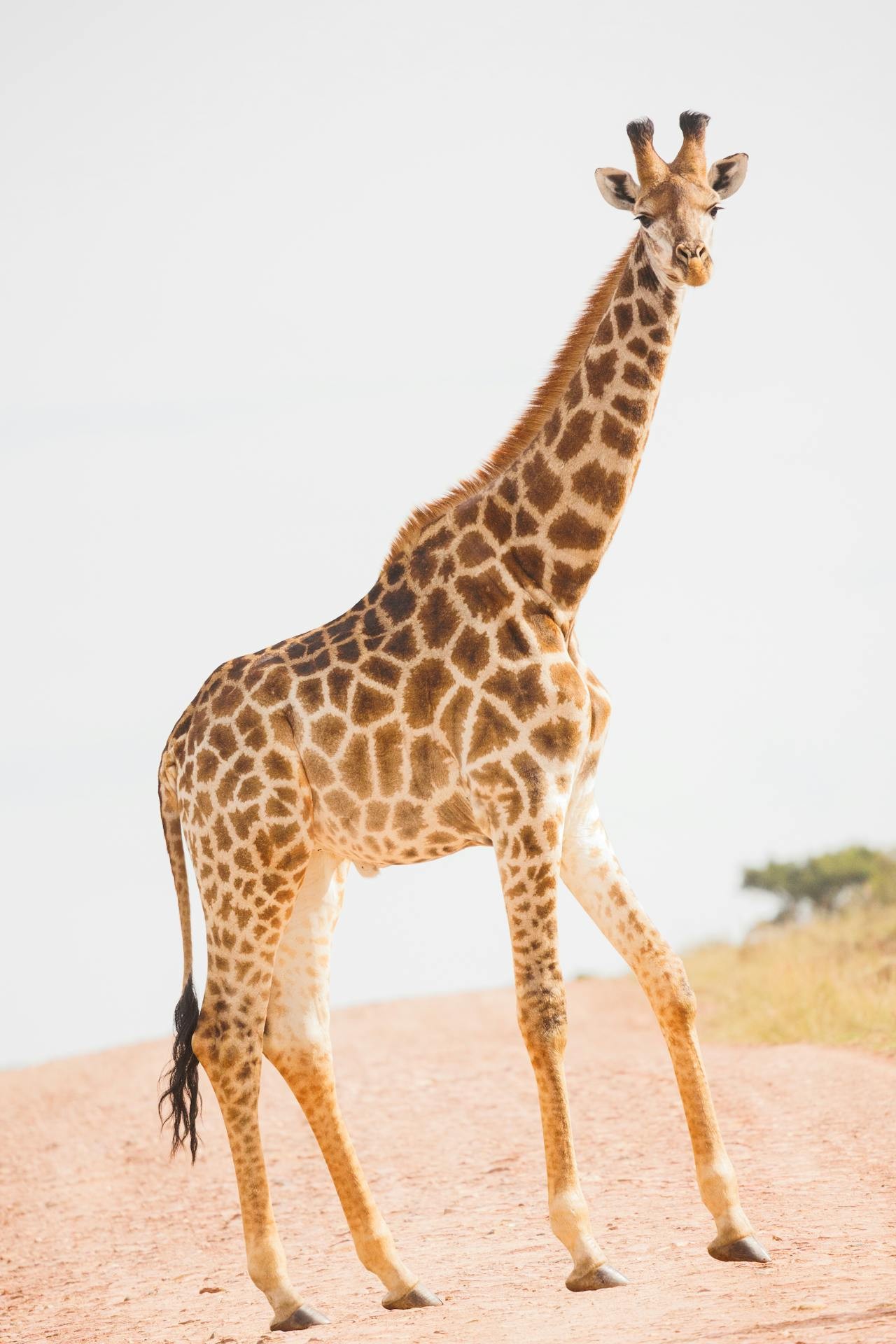 A giraffe standing in the middle of a murram road in Samburu National Park